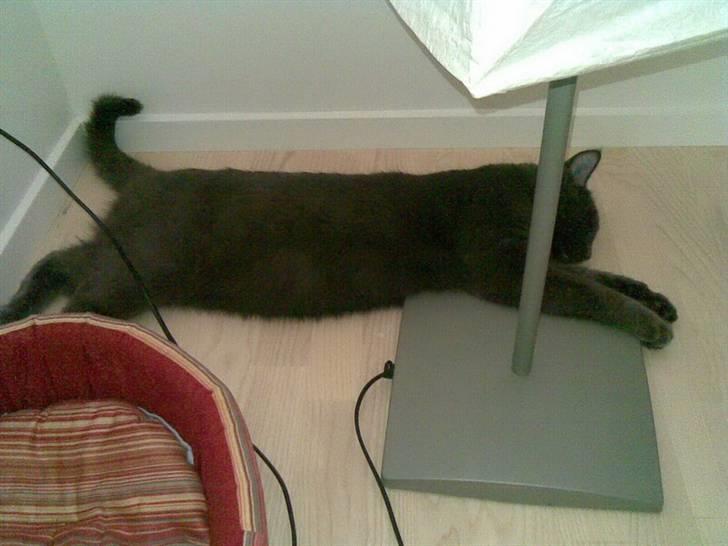 Blanding af racer Seavas - Yndlingspladsen billede 2