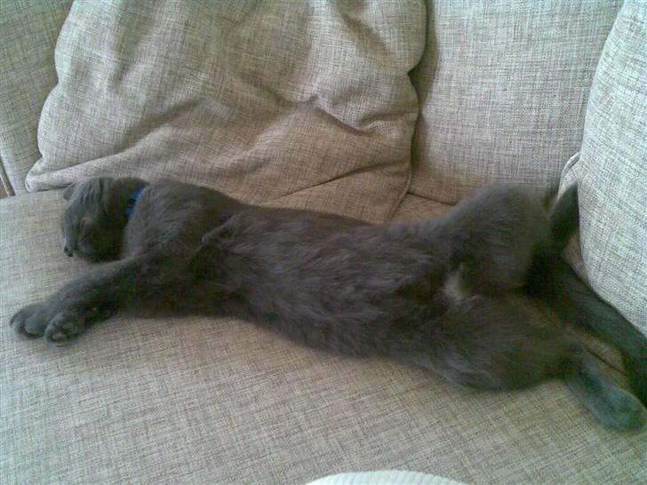 Blanding af racer Seavas - "Jeg sniger mig lige op i sofaen, når ingen ser det" billede 3