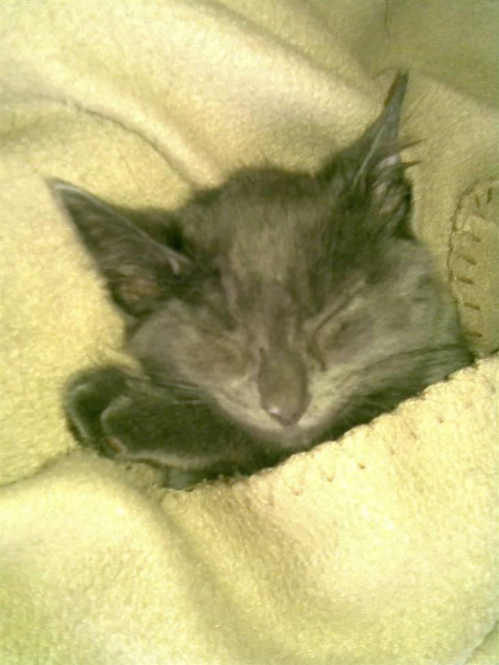 Blanding af racer Seavas - Her er han heller ikke så gammel, og ser så fredelig ud :-) billede 4