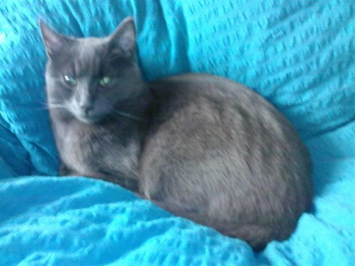 Blanding af racer Seavas - Det er det nyeste billede. billede 5