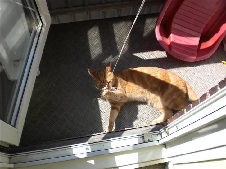 Huskat Emil<3 billede 10