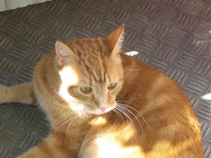 Huskat Emil<3 billede 11