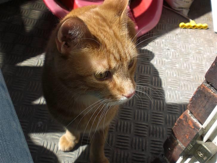 Huskat Emil<3 billede 12