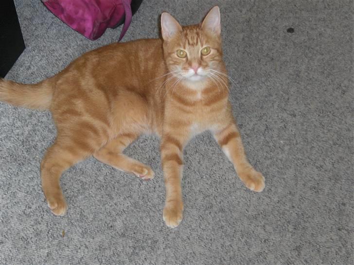 Huskat Emil<3 billede 13