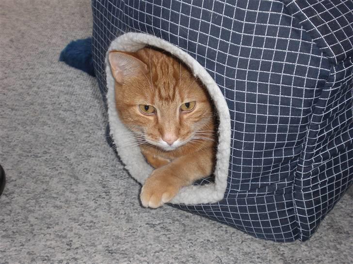 Huskat Emil<3 billede 14