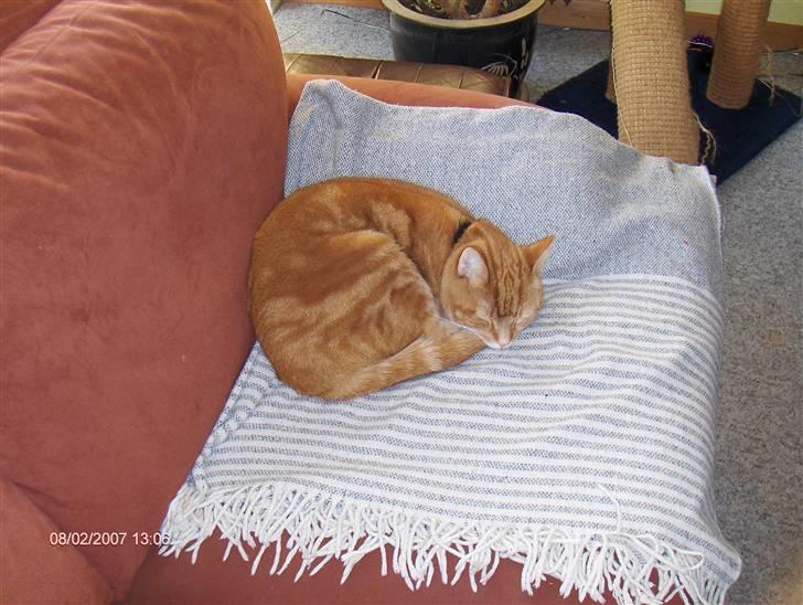 Huskat Emil<3 billede 15