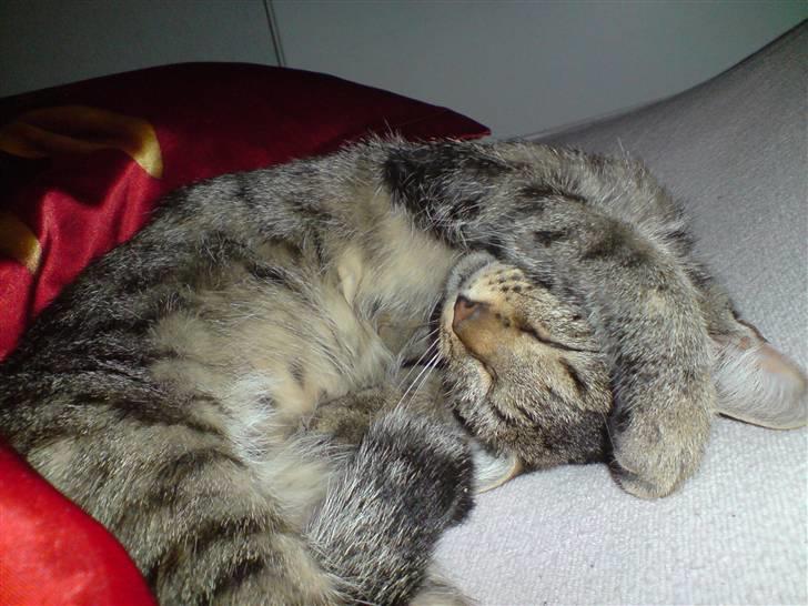 Blanding af racer Familien Jensen's Tiger billede 14