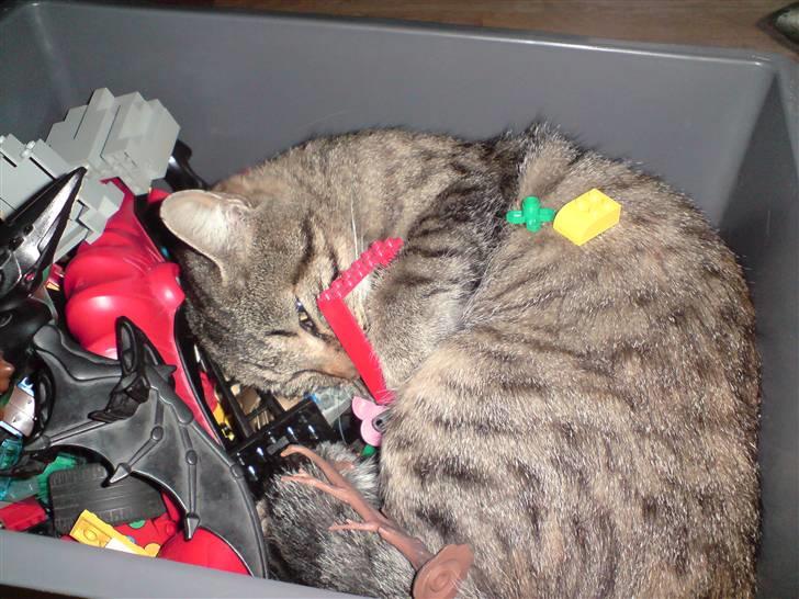 Blanding af racer Familien Jensen's Tiger billede 15