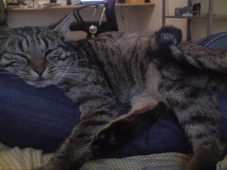 Blanding af racer Familien Jensen's Tiger billede 16