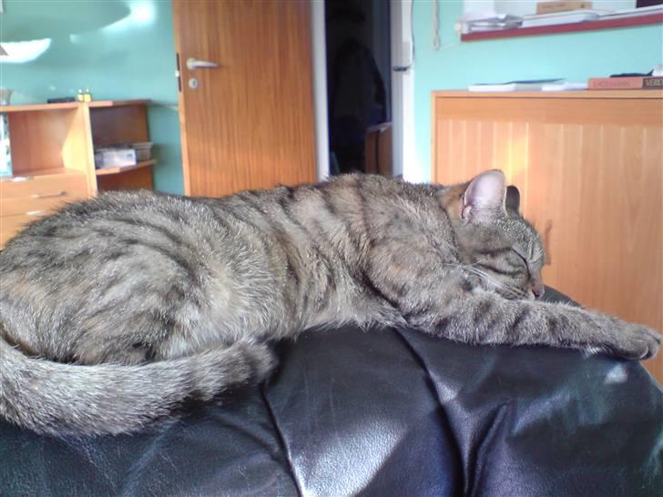 Blanding af racer Familien Jensen's Tiger billede 17