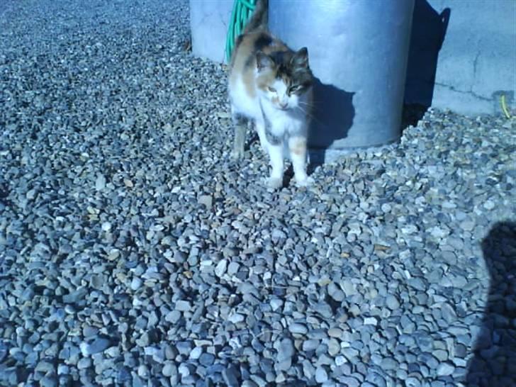 Blanding af racer Mutte (Aflivet) billede 12