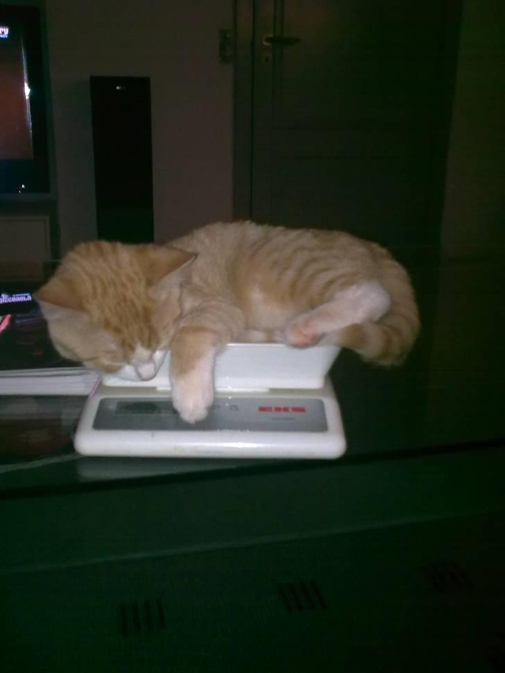 Huskat Liva - Liva bliver vejet .  billede 1