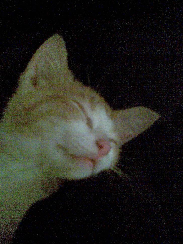 Huskat Liva billede 2