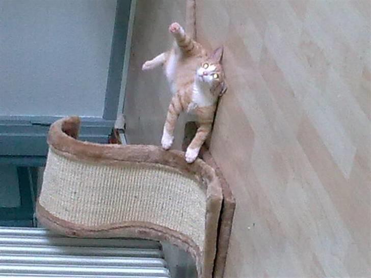 Huskat Liva - Livas første kradsested . Hun har nu et meget større :) billede 3