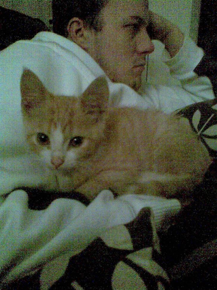 Huskat Liva billede 4