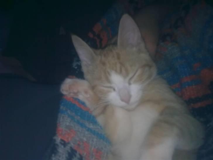 Huskat Liva billede 5