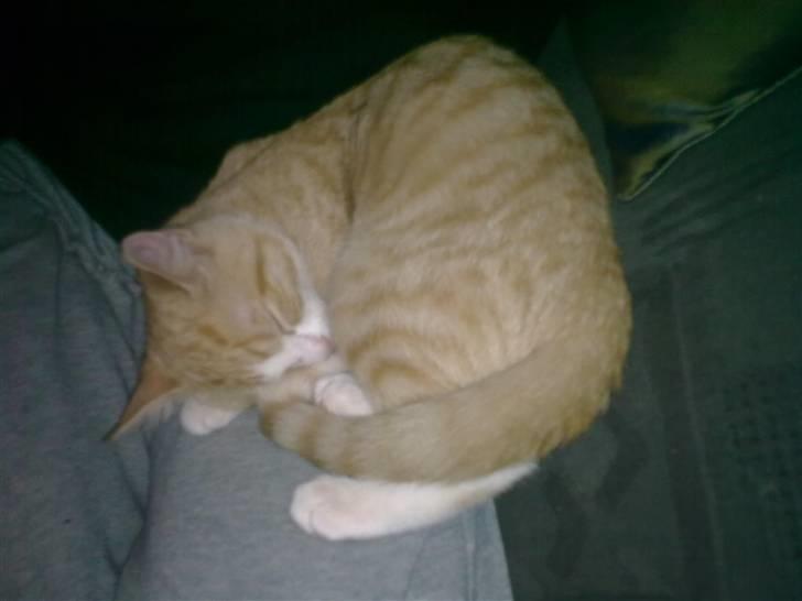 Huskat Liva billede 6