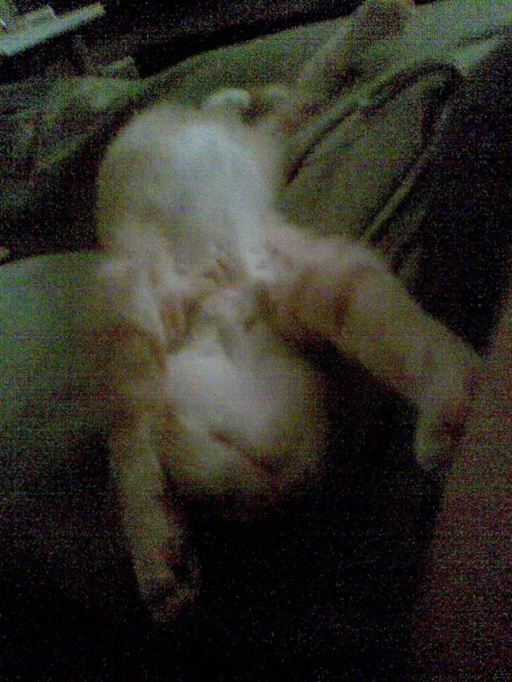 Huskat Liva billede 7