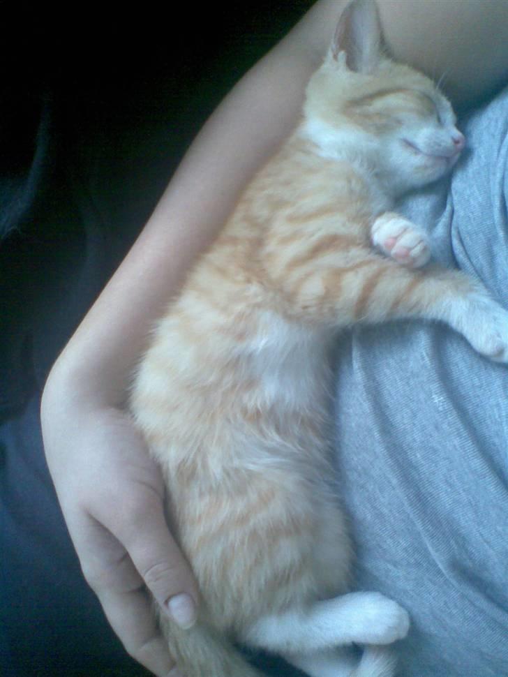 Huskat Liva billede 8