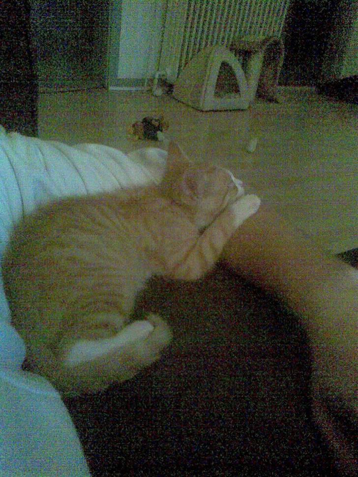 Huskat Liva billede 9