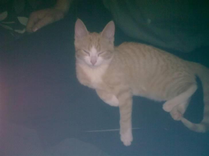 Huskat Liva billede 10