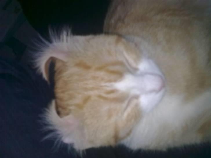 Huskat Liva billede 11