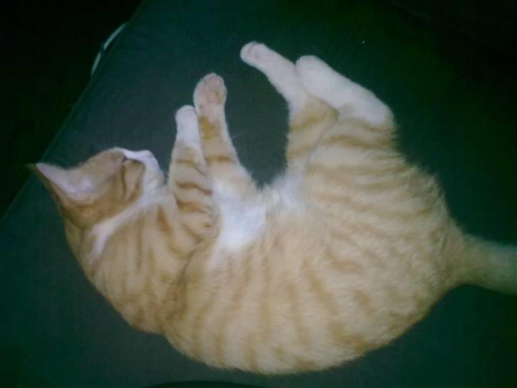 Huskat Liva billede 12