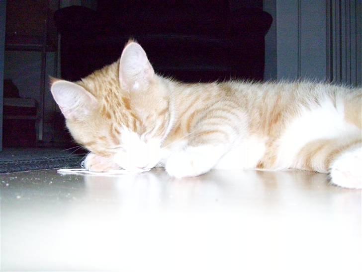 Huskat Liva billede 13