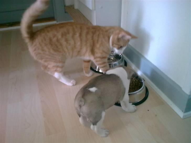 Huskat Liva billede 14