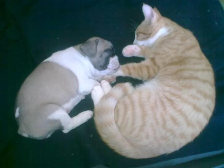 Huskat Liva - Liva og hendes "lillebror". billede 15