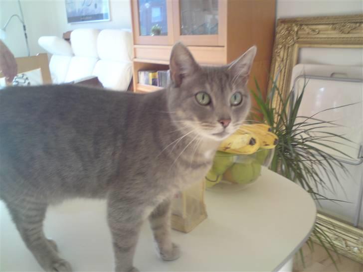 Huskat Sif - Hun har de smukkeste grønne øjne <3 billede 11