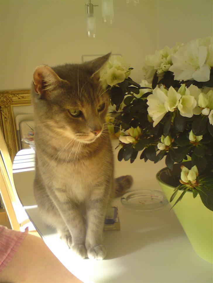 Huskat Sif billede 12