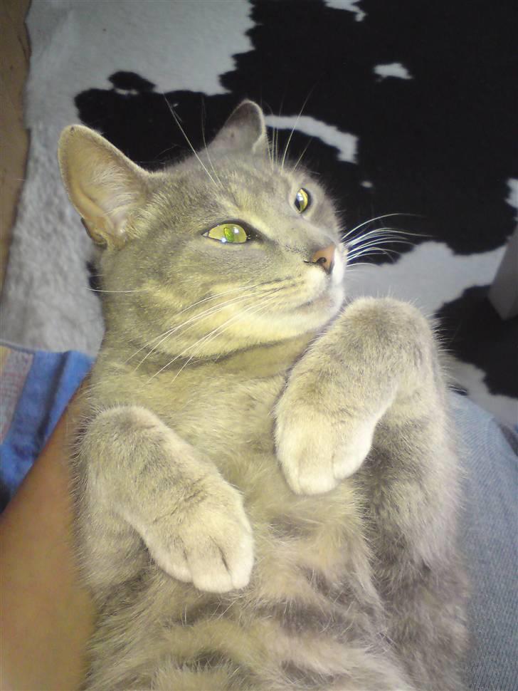 Huskat Sif billede 13