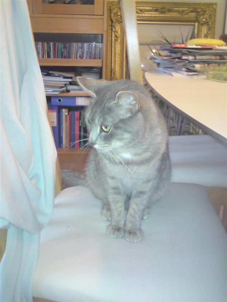 Huskat Sif billede 14