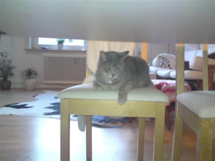 Huskat Sif billede 15