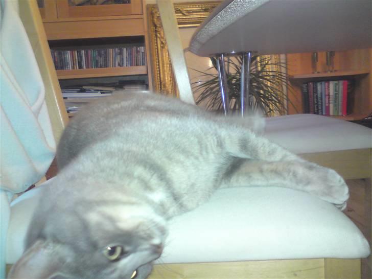 Huskat Sif billede 16