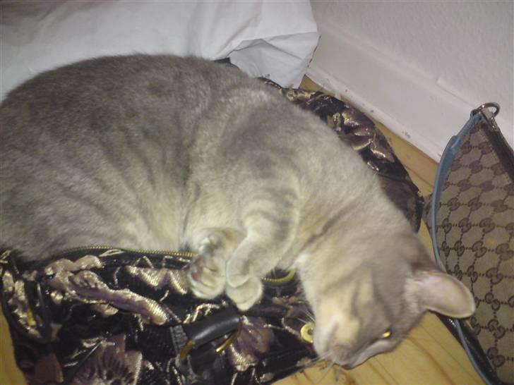 Huskat Sif billede 17