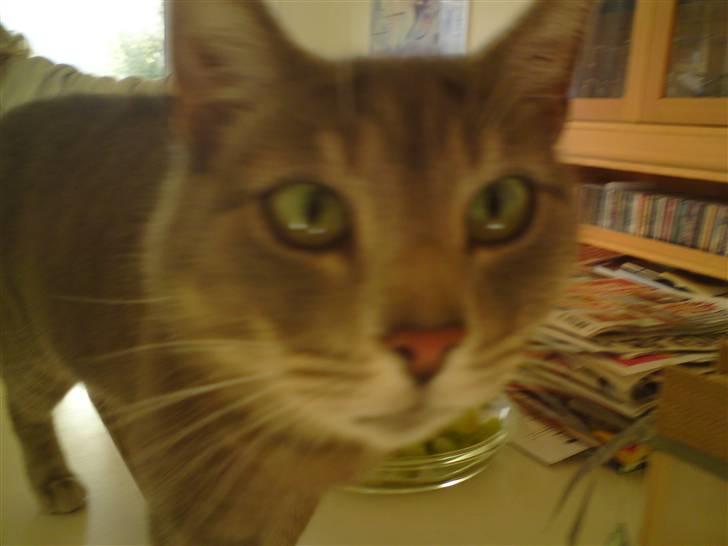 Huskat Sif billede 18