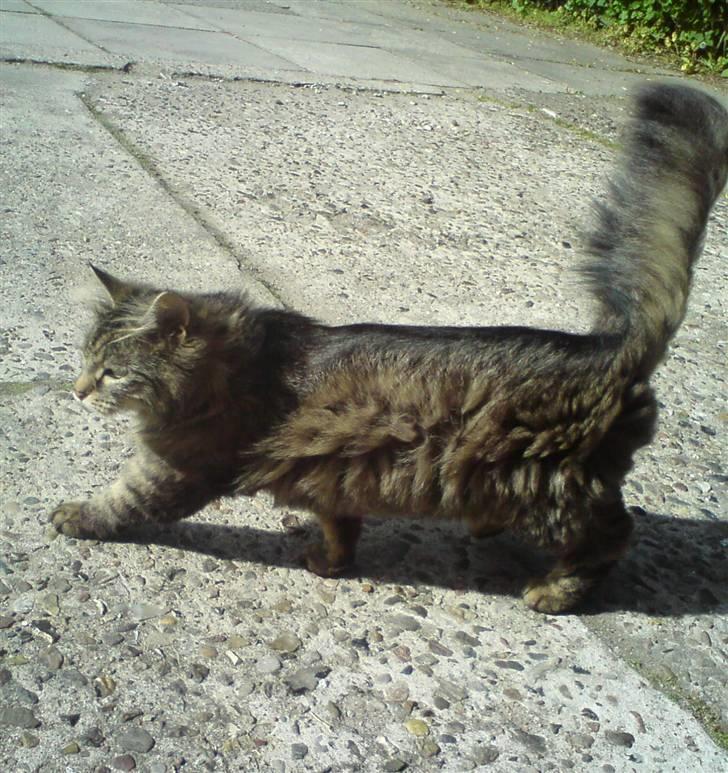 Blanding af racer Liva Weel - uh...blæsevejr! billede 2