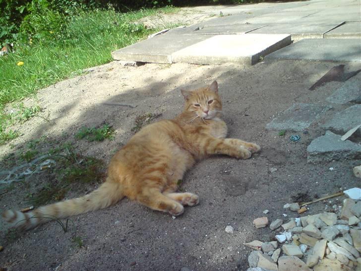 Huskat Viktor Borge - mmm...dejligt at blive godt beskidt! billede 10