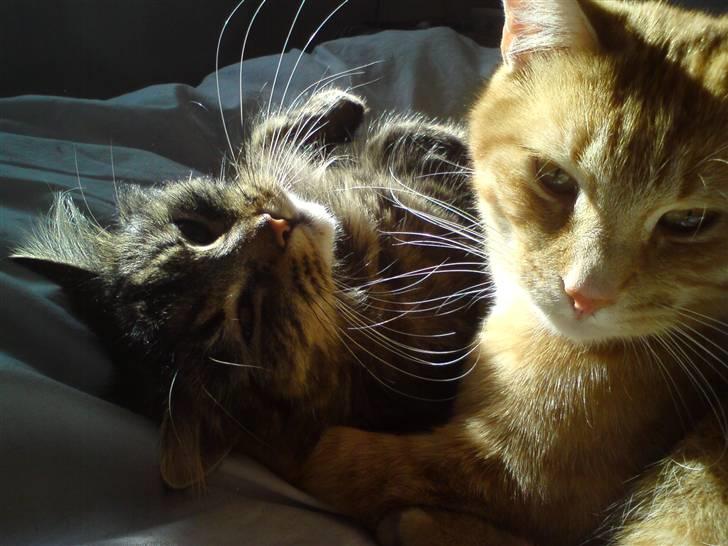 Huskat Viktor Borge billede 11