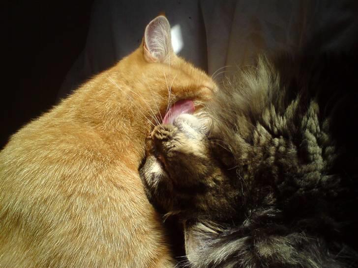 Huskat Viktor Borge - Får lige et slik af Liva billede 12