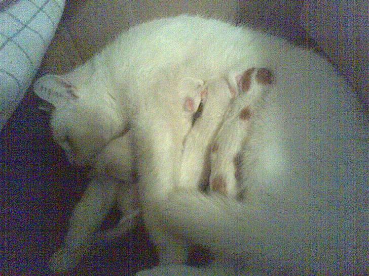 Blanding af racer Holly - Killinger fra i nat ( D16.05.09) billede 9