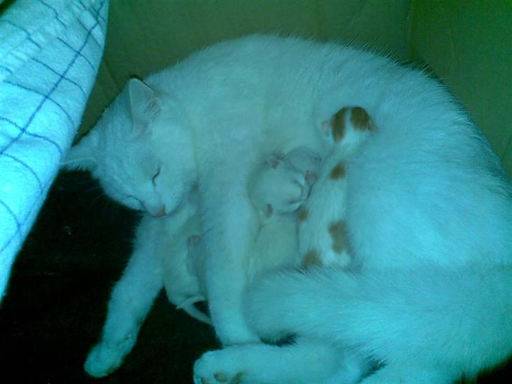 Blanding af racer Holly - killinger fra i nat ( D16.05.09) billede 10