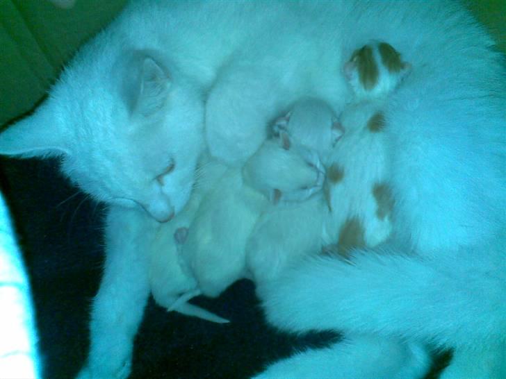 Blanding af racer Holly - killinger fra i nat ( D16.05.09) billede 12