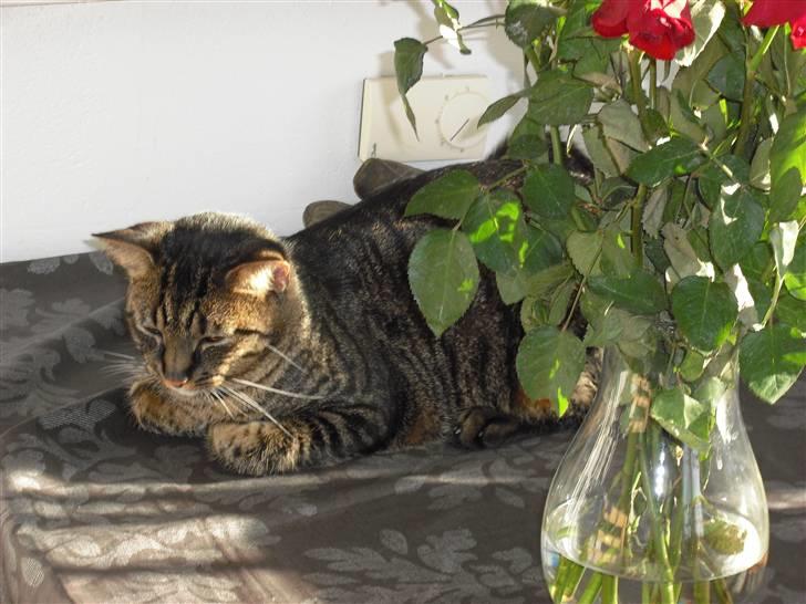 Huskat Mickey - Jeg kunne godt bruge lidt sol..  billede 9