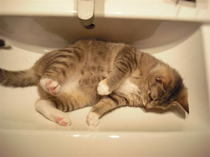 Huskat Mille - Er det ikke meningen at man skal lege i håndvasken?  billede 1