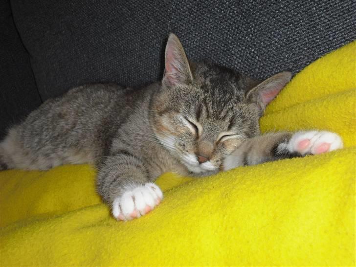 Huskat Mille - Det er altid godt at sove. billede 2