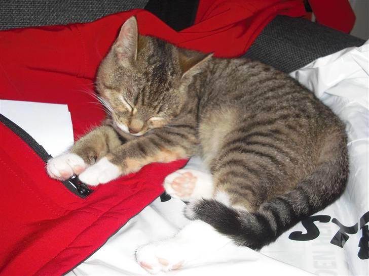 Huskat Mille - Jeg kan altså ikke holde mine øjn åbne mere. billede 3