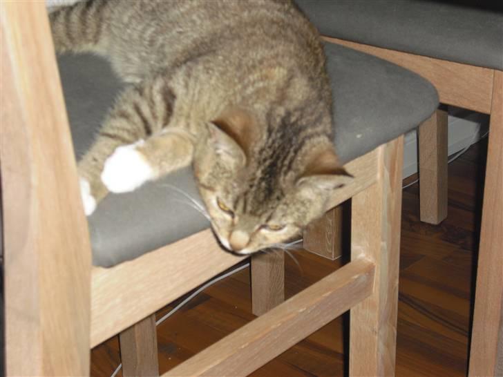 Huskat Mille - Haha, jeg fik stolen først. billede 4